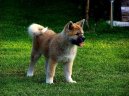 Photos: Japanese akita (Dog standard) (pictures, images)