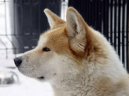 Photos: Japanese akita (Dog standard) (pictures, images)