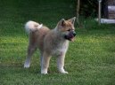 Photos: Japanese akita (Dog standard) (pictures, images)