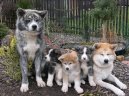 Photos: Japanese akita (Dog standard) (pictures, images)