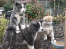 Photos: Japanese akita (Dog standard) (pictures, images)