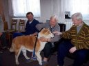 Photo: Japanese akita (Dog standard)