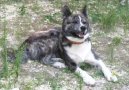 Photos: Japanese akita (Dog standard) (pictures, images)