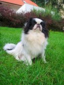 Photo: Japanese chin (Dog standard)