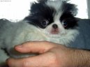 Photo: Japanese chin (Dog standard)