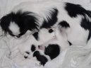 Photo: Japanese chin (Dog standard)