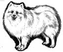 Photos: Japanese spitz (Dog standard) (pictures, images)