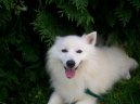 Photos: Japanese spitz (Dog standard) (pictures, images)
