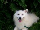 Photo: Japanese spitz (Dog standard)