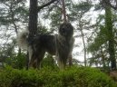 Photo: Jugoslavian herder (sarplaninac) (Dog standard)