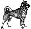 Photo: Kai dog (Dog standard)