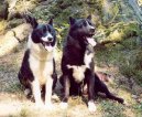 Photos: Karelian bear dog (Dog standard) (pictures, images)