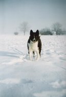 Photos: Karelian bear dog (Dog standard) (pictures, images)