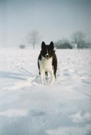 Photo: Karelian bear dog (Dog standard)