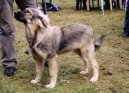 Photo: Karst Shepherd Dog (Dog standard)
