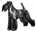 Photo: Kerry blue terrier (Dog standard)