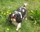 Photo: King charles spaniel (Dog standard)