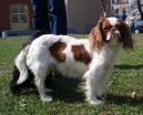 Photos: King charles spaniel (Dog standard) (pictures, images)