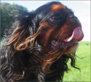 Photos: King charles spaniel (Dog standard) (pictures, images)