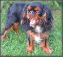 Photos: King charles spaniel (Dog standard) (pictures, images)