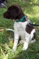 Photos: Kleiner munsterlander (Dog standard) (pictures, images)