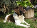 Photo: Kleiner munsterlander (Dog standard)