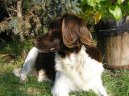 Photo: Kleiner munsterlander (Dog standard)