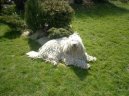 Photo: Komondor (Dog standard)