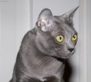 Photos: Korat (Cat) (pictures, images)