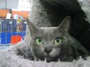 Photo: Korat (Cat)