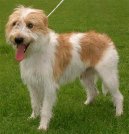 Photo: Kromfohrlander (Dog standard)