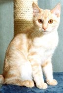 Photos: Kurilean bobtail shorthair (cat) (pictures, images)