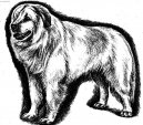Photo: Kuvasz (Dog standard)
