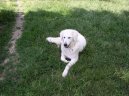 Photos: Kuvasz (Dog standard) (pictures, images)