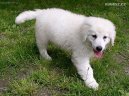 Photo: Kuvasz (Dog standard)