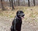 Photos: Labrador retriever (Dog standard) (pictures, images)