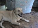 Photos: Labrador retriever (Dog standard) (pictures, images)