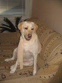 Photos: Labrador retriever (Dog standard) (pictures, images)