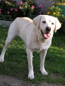 Photos: Labrador retriever (Dog standard) (pictures, images)