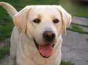 Photos: Labrador retriever (Dog standard) (pictures, images)