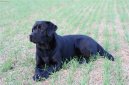 Photos: Labrador retriever (Dog standard) (pictures, images)