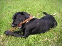 Photos: Labrador retriever (Dog standard) (pictures, images)