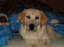 Photos: Labrador retriever (Dog standard) (pictures, images)