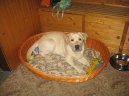 Photos: Labrador retriever (Dog standard) (pictures, images)