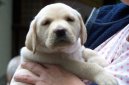 Photos: Labrador retriever (Dog standard) (pictures, images)