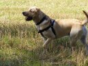 Photo: Labrador retriever (Dog standard)