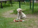 Photos: Labrador retriever (Dog standard) (pictures, images)