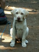 Photos: Labrador retriever (Dog standard) (pictures, images)