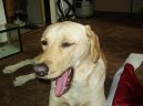 Photos: Labrador retriever (Dog standard) (pictures, images)