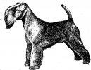 Photo: Lakeland terrier (Dog standard)